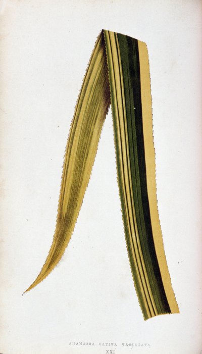 Az Ananassa Sativa Variegata levele. Botanikai deszka a "" színben A színes lombozatú növények. alkotó: Joseph Edward and Howard W Lowe