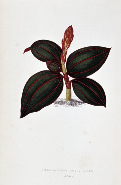 Az Anoectochilus Rubro Venia levele. alkotó: Joseph Edward and Howard W Lowe