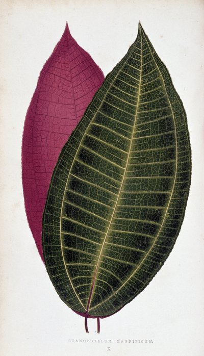 A Cyanophyllum Magnificum levele. Botanikai tábla „” színben Növények színes lombozattal. alkotó: Joseph Edward and Howard W Lowe