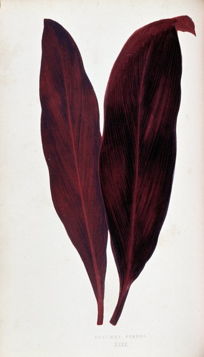 A Dracaena ferrea levele „” színben színes lombozatú növények. A kertek, üvegházak és lakások díszítésére használt legfigyelemreméltóbb fajok gyűjteménye, Edward Joseph Lowe és W. Howard, a Londoni Kertészeti Társaság tagjai. Eng alkotó: Joseph Edward and Howard W Lowe