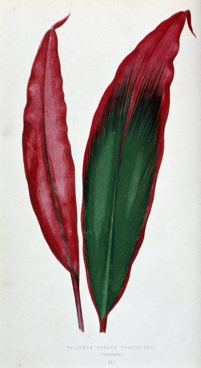 A Dracaena ferrea versicolor levele. Botanikai tábla „” színben Növények színes lombozattal. alkotó: Joseph Edward and Howard W Lowe