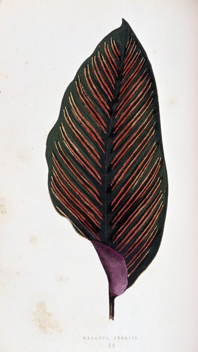 Maranta levél megalis. Botanikai tábla „” színben Növények színes lombozattal. alkotó: Joseph Edward and Howard W Lowe