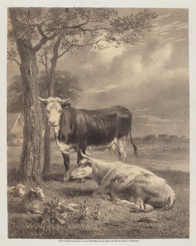 Kérődző szarvasmarha alkotó: Joseph Foxcroft Cole