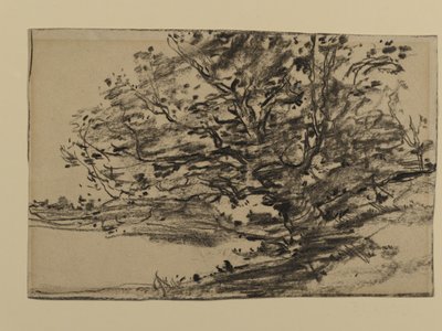 Study of Trees, 1870 (grafit papíron) alkotó: Joseph Frank Currier