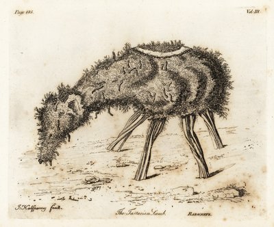 A tatári növényi bárány. alkotó: Joseph Halfpenny