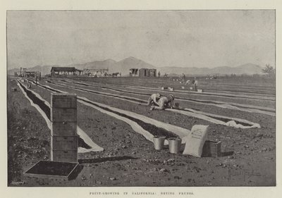 Gyümölcstermesztés Kaliforniában, aszalt szilva szárítása alkotó: Joseph Holland Tringham