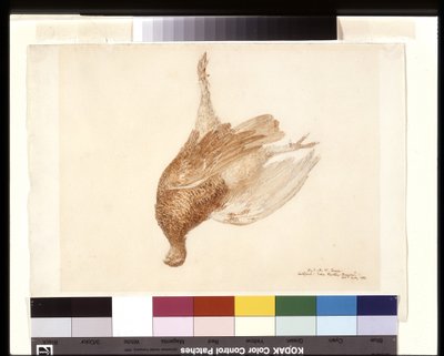 Dead Grouse (akvarell ceruza fölött fehér szőtt papíron) alkotó: Joseph Mallord William Turner