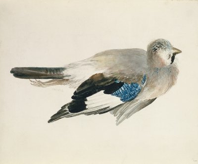 Jay, The Farnley Book of Birds, 1816 körül (ceruza és akvarell papíron) alkotó: Joseph Mallord William Turner