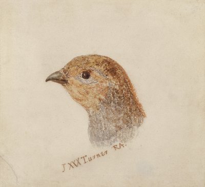 Partridge, a Farnley Book of Birds-ből, 1816 körül (ceruza és akvarell papíron) alkotó: Joseph Mallord William Turner