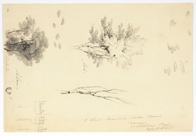 Vázlatok szil- és kőrisfákról alkotó: Joseph Mallord William Turner