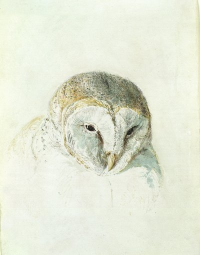 Fehér gyöngybagoly, a Farnley madarak könyvéből, 1816 körül (ceruza és akvarell papíron) alkotó: Joseph Mallord William Turner