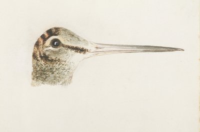 Woodcock, a Farnley Book of Birds-ből, 1816 körül (ceruza és akvarell papíron) alkotó: Joseph Mallord William Turner