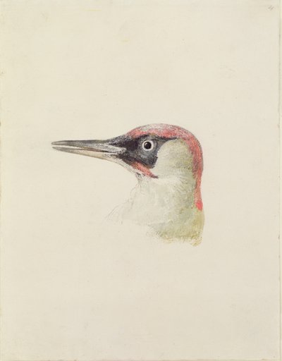 Harkály, a Farnley madarak könyvéből, 1816 körül (ceruza és akvarell papíron) alkotó: Joseph Mallord William Turner