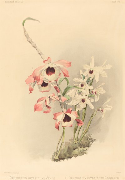 Dendrobium Hybridium Venus és Dendrobium Hybridium Cassiope. alkotó: Joseph Mansell