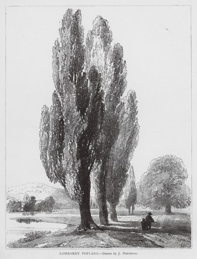 Lombardiai nyárfák (litográfia) alkotó: Joseph Needham