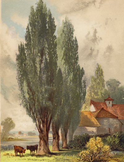 Lombardiai nyárfák, angol jelenet (színes litográfia) alkotó: Joseph Needham