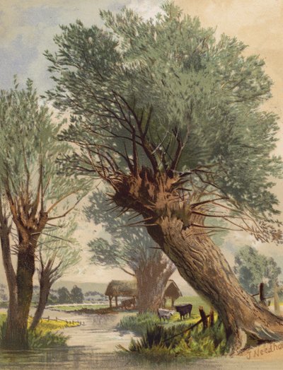 Fűzfavessző (színes litográfia) alkotó: Joseph Needham