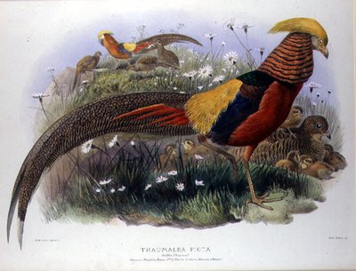 Thaumalea picta (arany fácán) M. & N. Hanhart metszete alkotó: Joseph and Smit J. Wolf