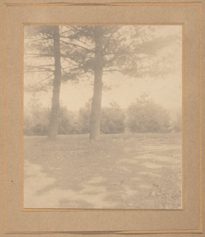 Tájkép fákkal,c. 1900 (fotó) alkotó: Joseph T. Keiley
