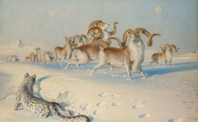 Egy hópárduc, aki Ovis Poli-t üldöz, alkotó: Joseph Wolf
