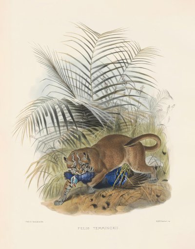 alkotó: Joseph Wolf