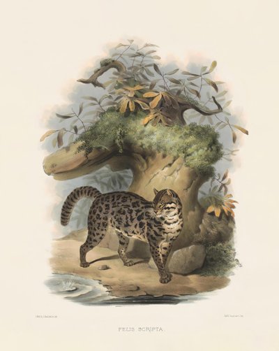  alkotó: Joseph Wolf