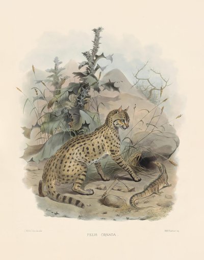  alkotó: Joseph Wolf