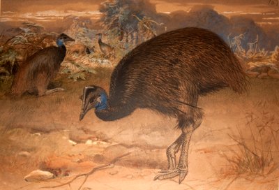 Bennett kazuáruja (Casuarius bennetti), 1851-76 körül (wc és ceruza papíron) alkotó: Joseph Wolf