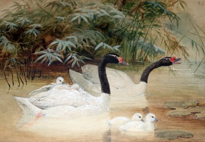 Feketenyakú hattyú (Cygnus nigricollis), 1852-54 alkotó: Joseph Wolf