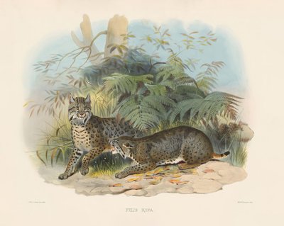  alkotó: Joseph Wolf
