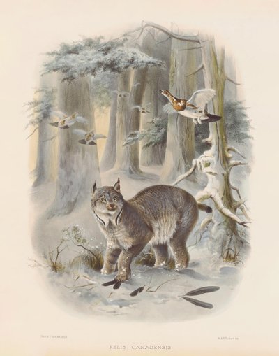  alkotó: Joseph Wolf