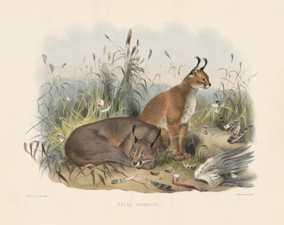  alkotó: Joseph Wolf
