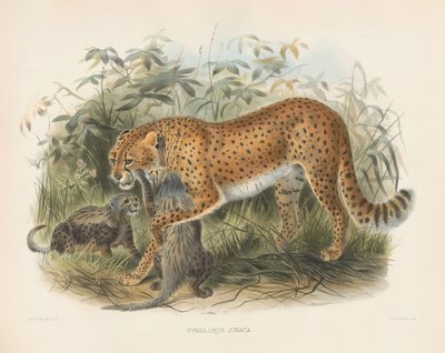  alkotó: Joseph Wolf