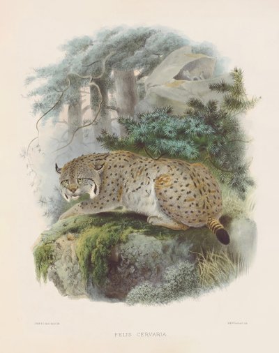  alkotó: Joseph Wolf
