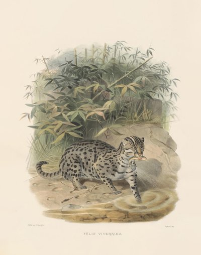  alkotó: Joseph Wolf