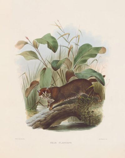 alkotó: Joseph Wolf