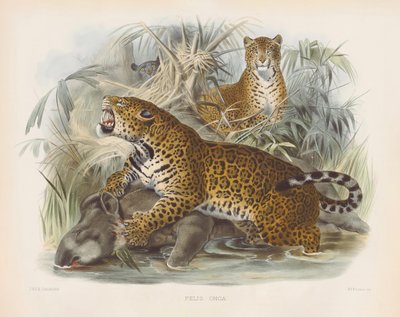  alkotó: Joseph Wolf