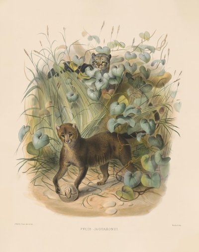  alkotó: Joseph Wolf