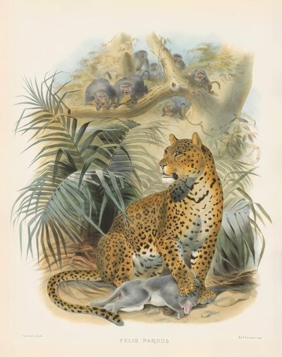  alkotó: Joseph Wolf