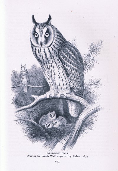 Long Eared Owl, Nature in Britain, Collins, 1946 alkotó: Joseph Wolf