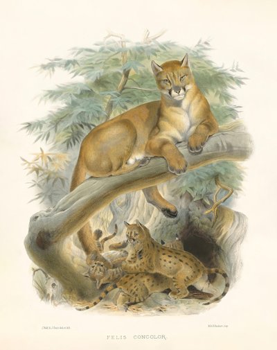  alkotó: Joseph Wolf