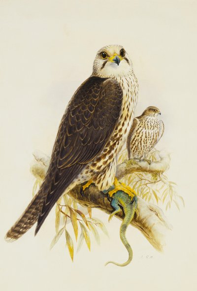 Kerecsensólyom, alkotó: Joseph Wolf