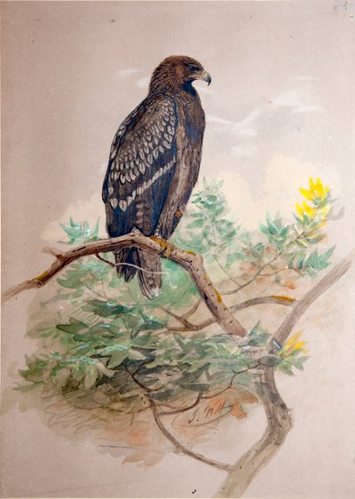 rétisas (Aquila clanga), 1856-67 alkotó: Joseph Wolf