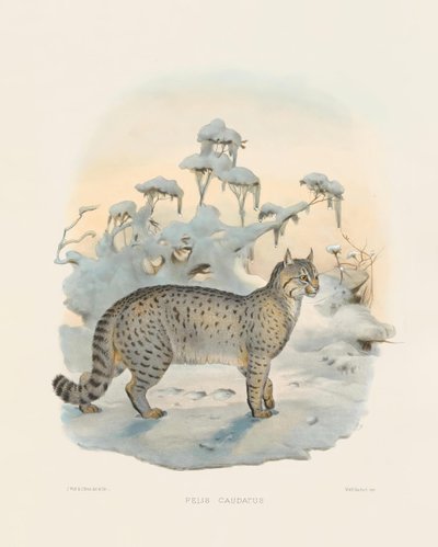  alkotó: Joseph Wolf