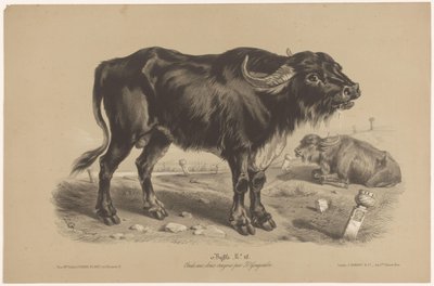 Bivaly Bivaly (cím a tárgyon) Dierenstudies in twee soorten krijt (sorozat címe) Z. Gengembre tanulmánya két ceruzával (sorozat címe) alkotó: Joseph Zephyris Gengembre