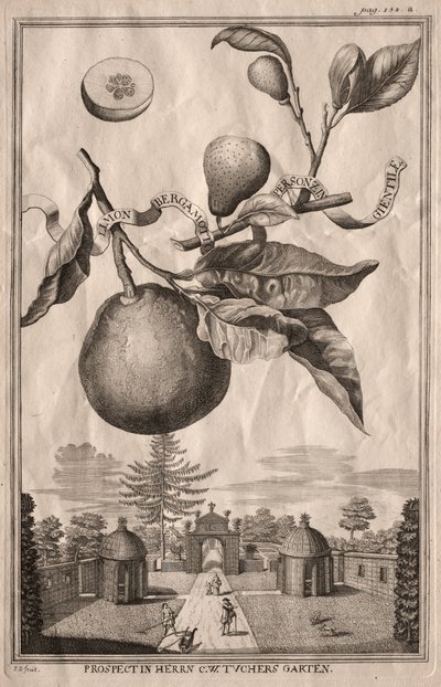 Nurnbergische Hesperides: Limon bergamot personzin gientile alkotó: Joseph de Montalegre