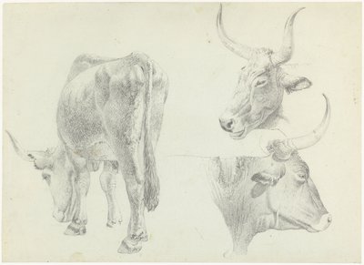 Három tanulmány az olasz szarvasmarhákról alkotó: Josephus Augustus Knip