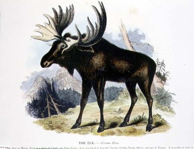Az Elk (Cervus alces) ismeretterjesztő illusztrációs kocsma. a Keresztény Tudást népszerűsítő Társaság alkotó: Josiah Wood Whymper