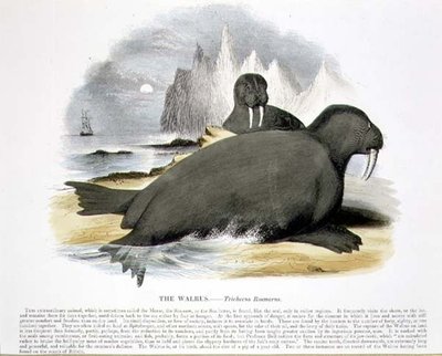 A Rozmár (Trichecus rosmarus) ismeretterjesztő illusztrációs kocsma. a Keresztény Tudást népszerűsítő Társaság alkotó: Josiah Wood Whymper
