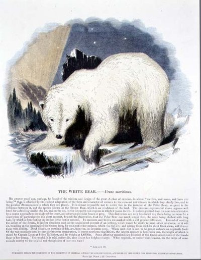 A Fehér Medve (Ursus maritimus) ismeretterjesztő illusztrációs kocsma. a Keresztény Tudást népszerűsítő Társaság alkotó: Josiah Wood Whymper